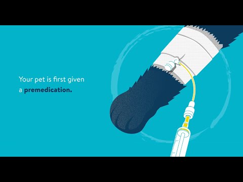 General Anaesthesia for Cats and Dogs - Animation