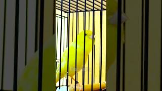 Download lagu The Best Waterslager Canary Training Song | Yellow Canary Singing #galerikenariindonesia #shorts mp3 Download lagu The Best Waterslager Canary Training Song | Yellow Canary Singing #galerikenariindonesia #shorts mp3