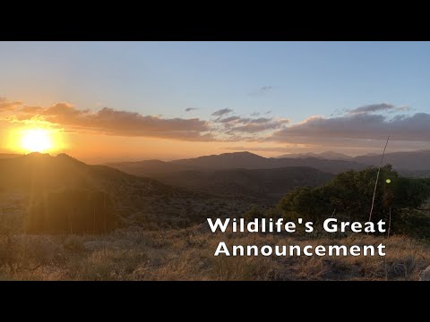Wildlife's GWL Announcement