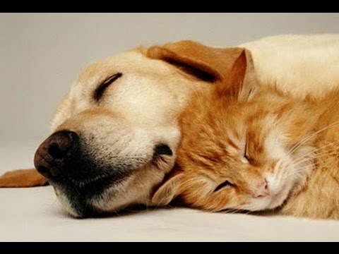 MUSIQUE TRÈS CALMANTE Pour Chiens et Chats ♥♥♥ Sommeil Paisible, Soulage le Stress et l'Anxiété 🎧 3H