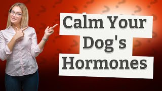 How do you calm a male dog
