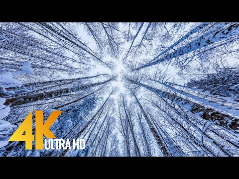 Walking in a Snow Forest №3 - Winter Forest Scenery 4K - Squak Mountain Fireplace Trail, WA - 2 HRS