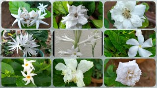 Download lagu 179 - Top 10  White Flowers of My Garden mp3