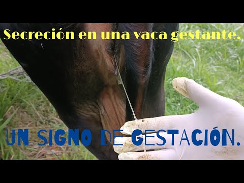 , title : 'Secreción cérvico-vulvar, en una vaca que está pr€ñada. Un signo de Gestación.'