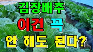 고민해결 김장배추묶어주기 / 어떻게하면 좋을까요 / 김장배추 잘 키우기