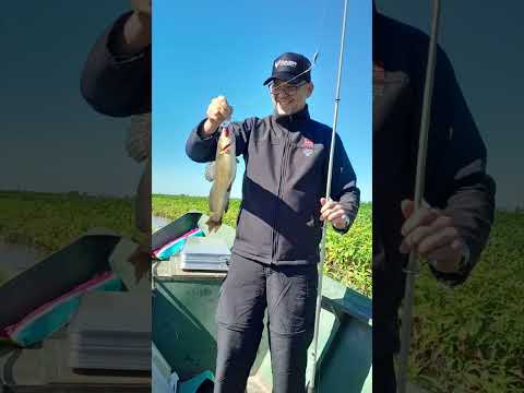 #pesca #fishing #victoria #entrerios #rioparana #parana #paranariver