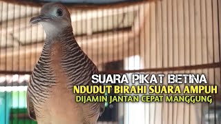 Download lagu Perkutut Betina memanggil jantan Suara bersahutan perkutut lokal gacor , Ampuh untuk PANCINGAN mp3