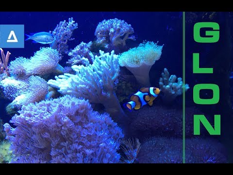 Postępy w walce z glonem - akwarium morskie 250L #16