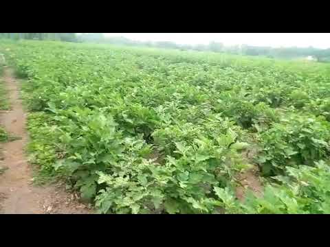 Cheap Agricultural Land For Sale Tamilnadu