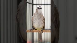 Download lagu Masteran Trucukan Gacor ROPEL PANJANG Ampuh Untuk Pancingan Trucuk Agar Cepat Menaikkan GACOR 101 mp3 Download lagu Masteran Trucukan Gacor ROPEL PANJANG Ampuh Untuk Pancingan Trucuk Agar Cepat Menaikkan GACOR 101 mp3