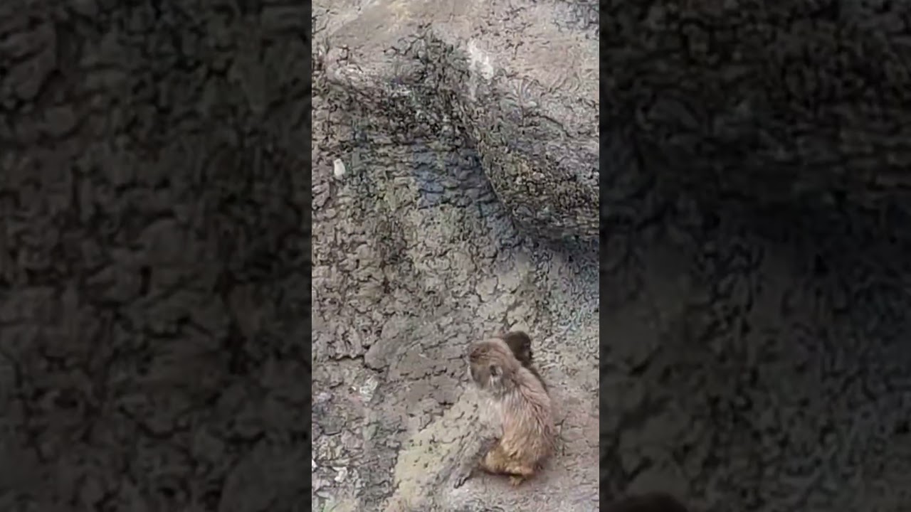 癒されシーン💖パンチ君　友達の横に移動可愛い過ぎる❤️💕🩵🐒