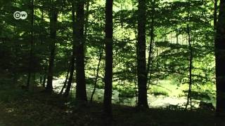 Alte Buchenwälder in 60 Sec | UNESCO Welterbe