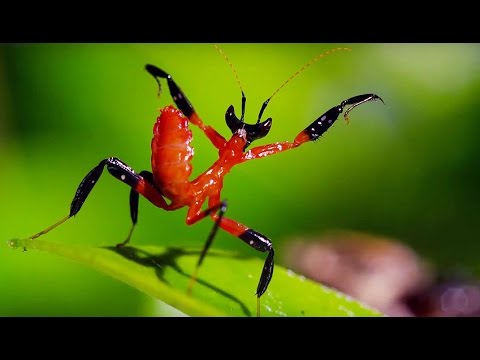 Mante Kung Fu vs Araignée Sauteuse - ZAPPING SAUVAGE