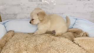 ハーフ犬の動画01