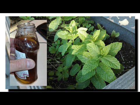 Jak zrobić syrop z mięty i skrzypu polnego. Mint syrup