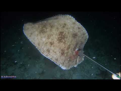 vlog325- NIGHT SPEARFISHING | Occ. Mindoro Part 1