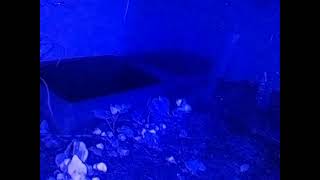 ダルマガエル ライブ 2026/07/06 16:00から2026/07/07 03:55