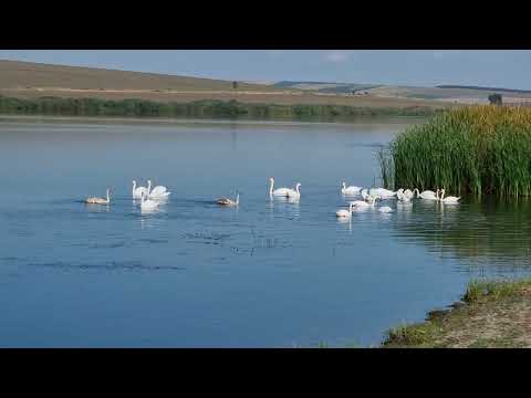 Lacul lebedelor balta Gusitei Posta Elan Vaslui