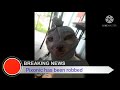 Breaking News War Robots Vs A Cat 20202 Meme