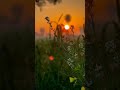 Relaxing Music Margazhi Poove Bgm Shortsfeed Shortsviral Nature Trending