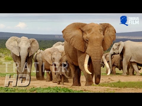 Faszination Wüste - Namib: Die älteste Wüste der Welt (HD Trailer Deutsch)