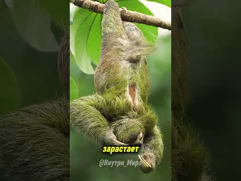 Ленивец — самое грязное животное на Земле