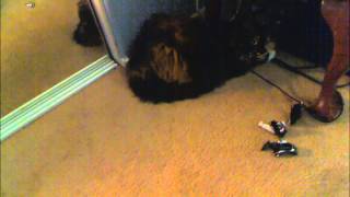 Guilty Cat, is Guilty.