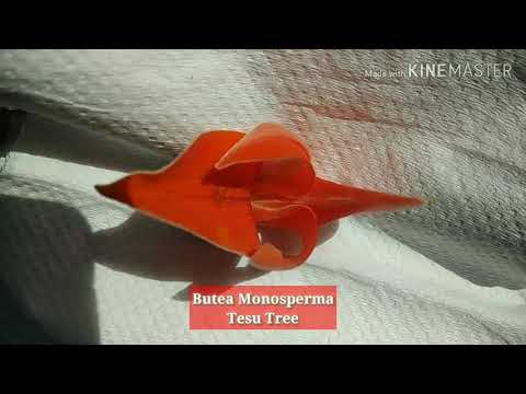 Butea Monosperma|Palash|Flame of Forest | पलाश , टेसू का पेड़