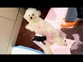 My dog lost her only baby. Two days later, I found an abandoned puppy on the roadside. DEFAULT Thumbnail