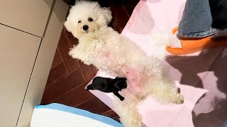 My dog lost her only baby. Two days later, I found an abandoned puppy on the roadside. MQDEFAULT Thumbnail