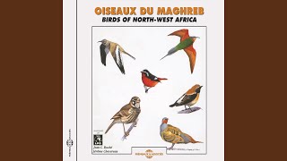 Download lagu African blue tit mp3 Download lagu African blue tit mp3