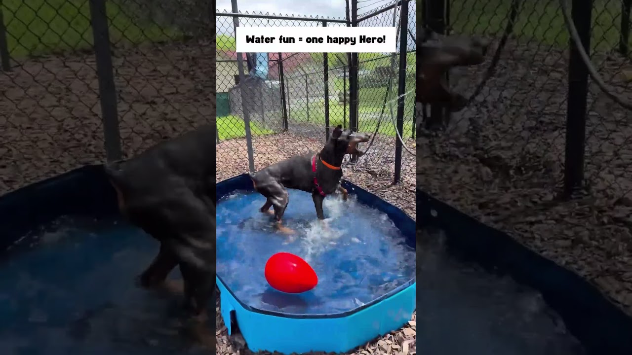 Hero, a ADOPTABLE Doberman Pinscher in Accident, MD video 2/5