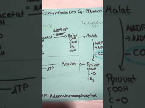 Fotosynthese von C-4 Pflanzen