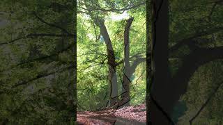 Der Dickkopf - Verschlinger im Wald!