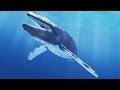 Diving With Blue Whales Sri Lanka