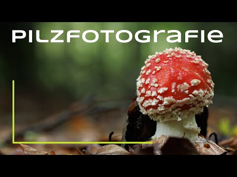 Pilzfotografie - Es geht los!