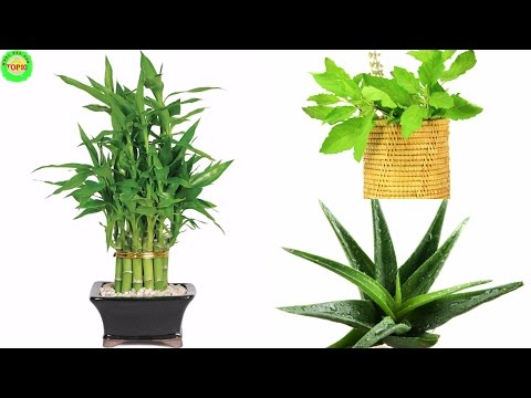 download lagu mp3 mp4 10 Plants That Attract Positive Energy, download lagu 10 Plants That Attract Positive Energy gratis, unduh video klip 10 Plants That Attract Positive Energy