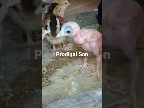 Sisiw na kalbo #shortsviral #shortvideo #shortfeed #shortsfeed #shortsvideo #shortfeeds #shorts