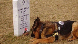 Dogs Loyal to Owner - Faithful Dogs who never leave you alone