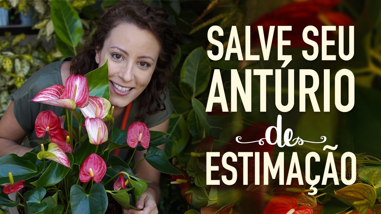 Watch Now Como replantar o ANTÚRIO e fazer MUDAS Como replantar o ANTÚRIO e fazer MUDAS