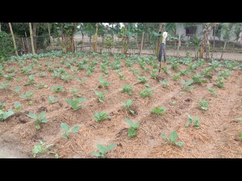 Odisha villager vegetable farm all sabji// Indian villager vegetable farm all sabji,