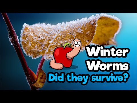 Checking in on the worms after a cold winter outside