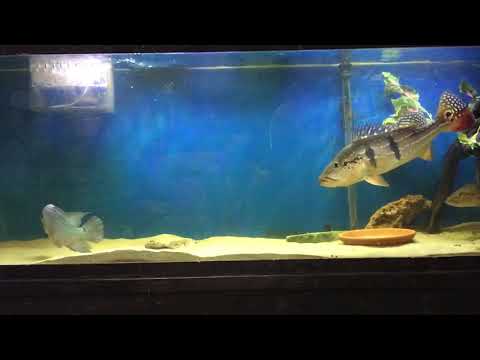 Street fighter flowerhorn vs temensis bass