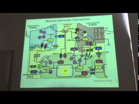 IMBB Seminar - Dr. Maurizio De Pittà - May 08, 2014