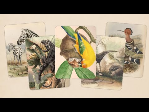 Art of Fauna: Nature Puzzles (by Klemens Strasser) IOS Gameplay Video (HD) - YouTube