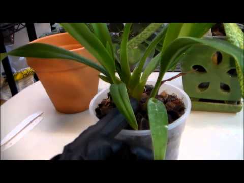 15-01-12 Paphiopedilum and Phragmipedium Update
