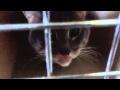 Smoke The Light Gray Tabby Cat Meowing And Hissing In Kennel