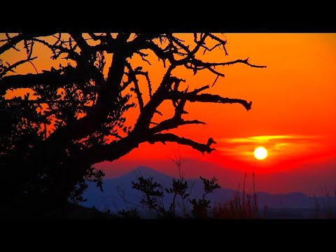 🦏🐘🌙 AFRICA NIGHT SOUND 8 Hours - Savannah ambience sleeping relaxation background safari jungle