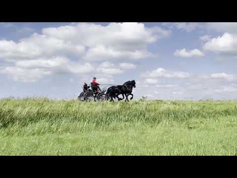 Stal Okkema's Hartger & Ipe - pair of stallions - 2018 - 1.68m