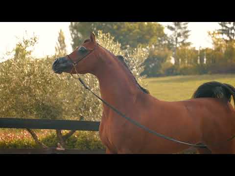 ⚜️ RASHEEB ⚜️⁣ (FA EL RASHEEM x EUROBELLE KA), 2018 Colt